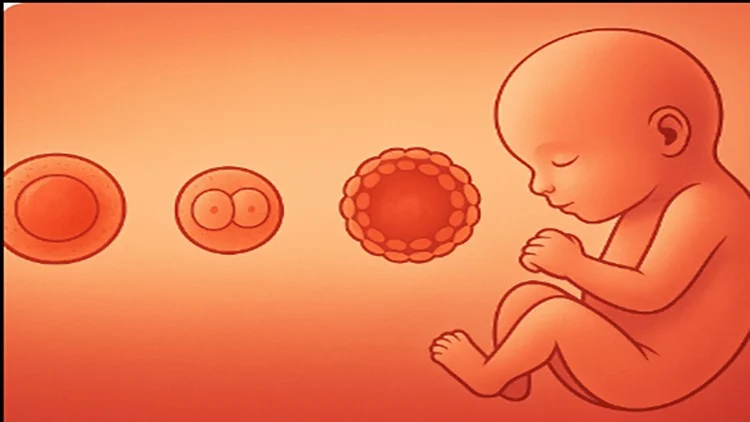 Clinical Embryology: A Practical Approach